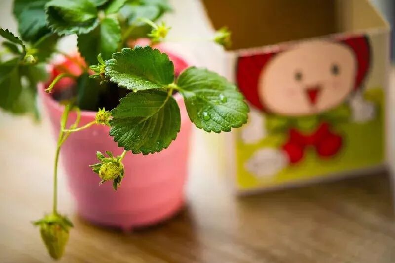 草莓结果子的图片_草莓一年结几次果_草莓结小果