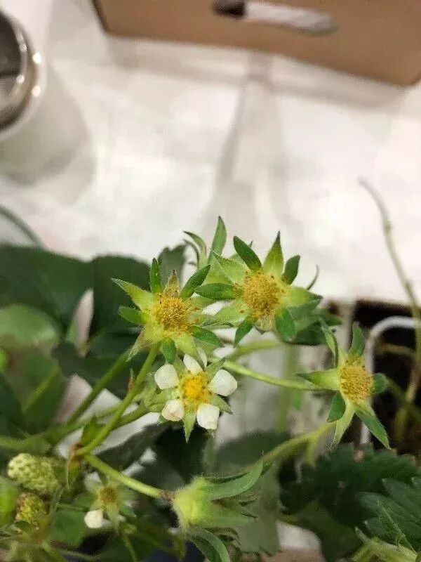 草莓一年结几次果_草莓结果子的图片_草莓结小果