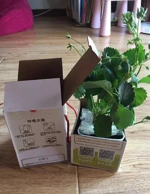 草莓结果子的图片_草莓一年结几次果_草莓结小果