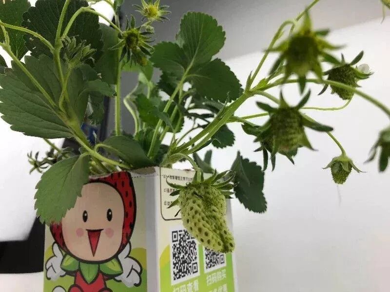 草莓结果子的图片_草莓结小果_草莓一年结几次果