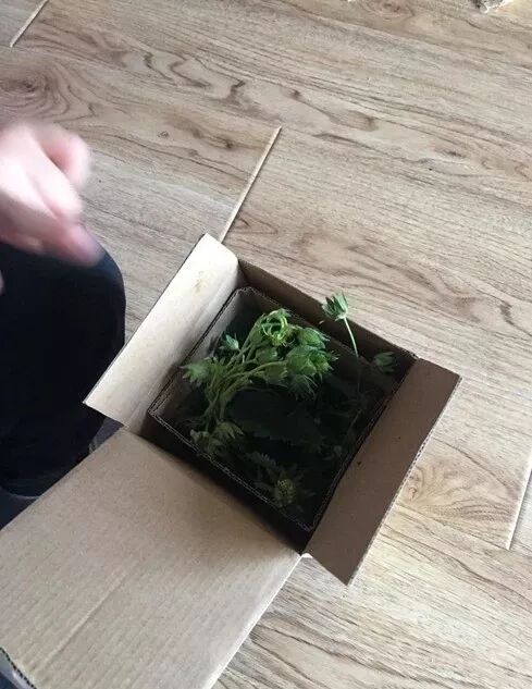 草莓结果子的图片_草莓结小果_草莓一年结几次果