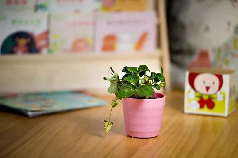 草莓结果子的图片_草莓一年结几次果_草莓结小果