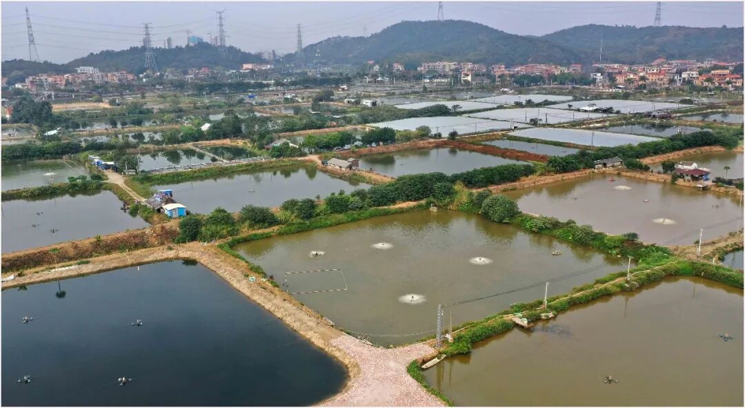 康伟成摄甘竹溪 赵安迪摄麦朗新埠头 张朗辉摄桑基鱼塘 赵安迪摄鱼 