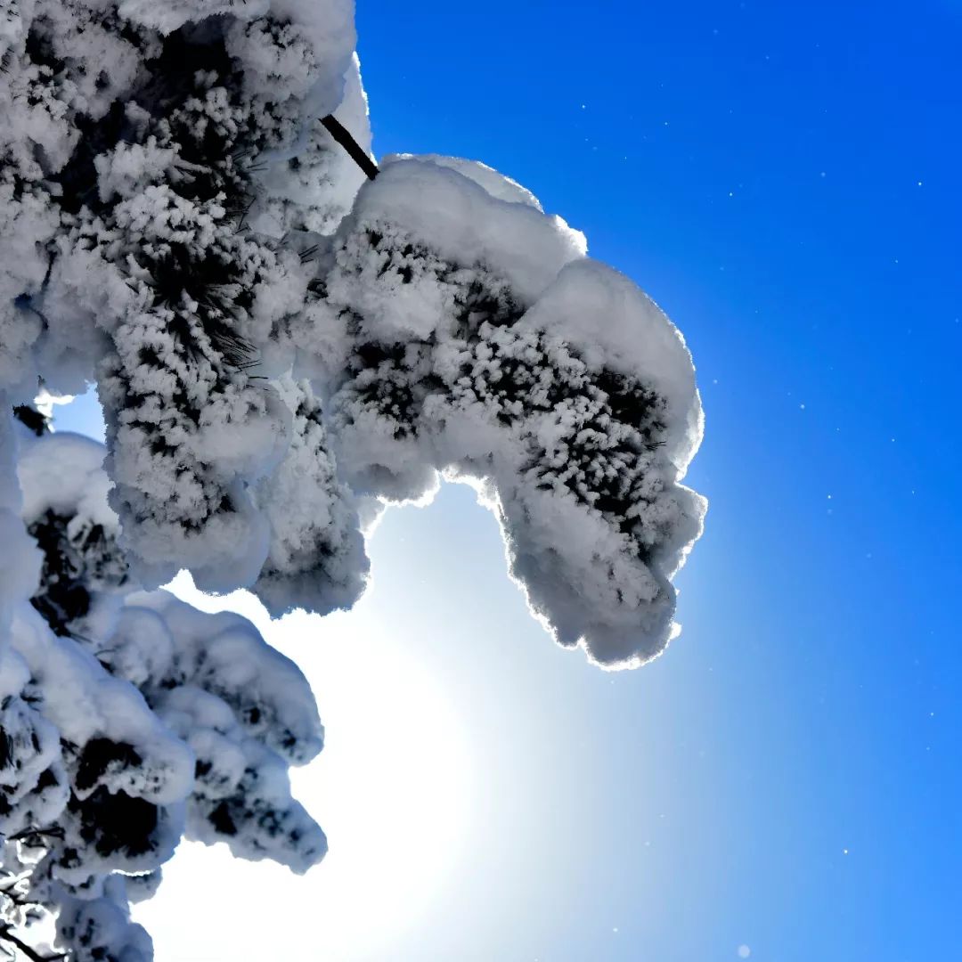 【黃柏塬】黃柏塬雪景實拍,帶您走進冬日仙境太白縣!