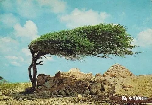 拿化药的毒副作用来谣传中药的毒副作用的愚蠢伎俩可以休矣