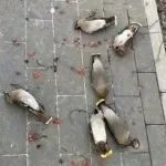 碰到躺地上的鸟，别急着扔进垃圾桶