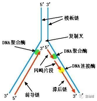 生物树 昨天 dna半保留复制时,dna的两条链都能作为模板,同时合成
