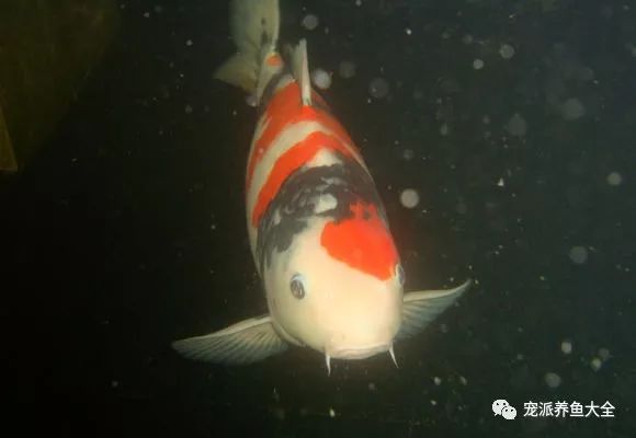 观赏新手养鱼基本方法视频_新手怎么养观赏鱼的基本方法_观赏新手养鱼基本方法图片