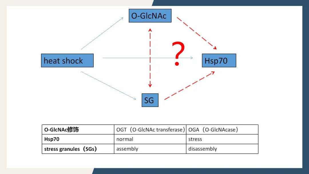 国自然热点 应激下mrna的选择性翻译 这篇15分 的文章教你如何完美论证 全网搜