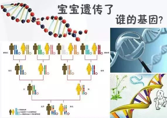 夫妻誰的基因決定了孩子智商和相貌？太準了 親子 第4張