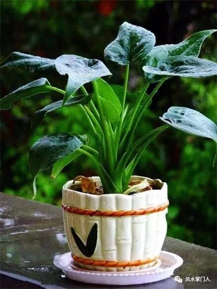 风水讲究：家里千万不能养的6种花