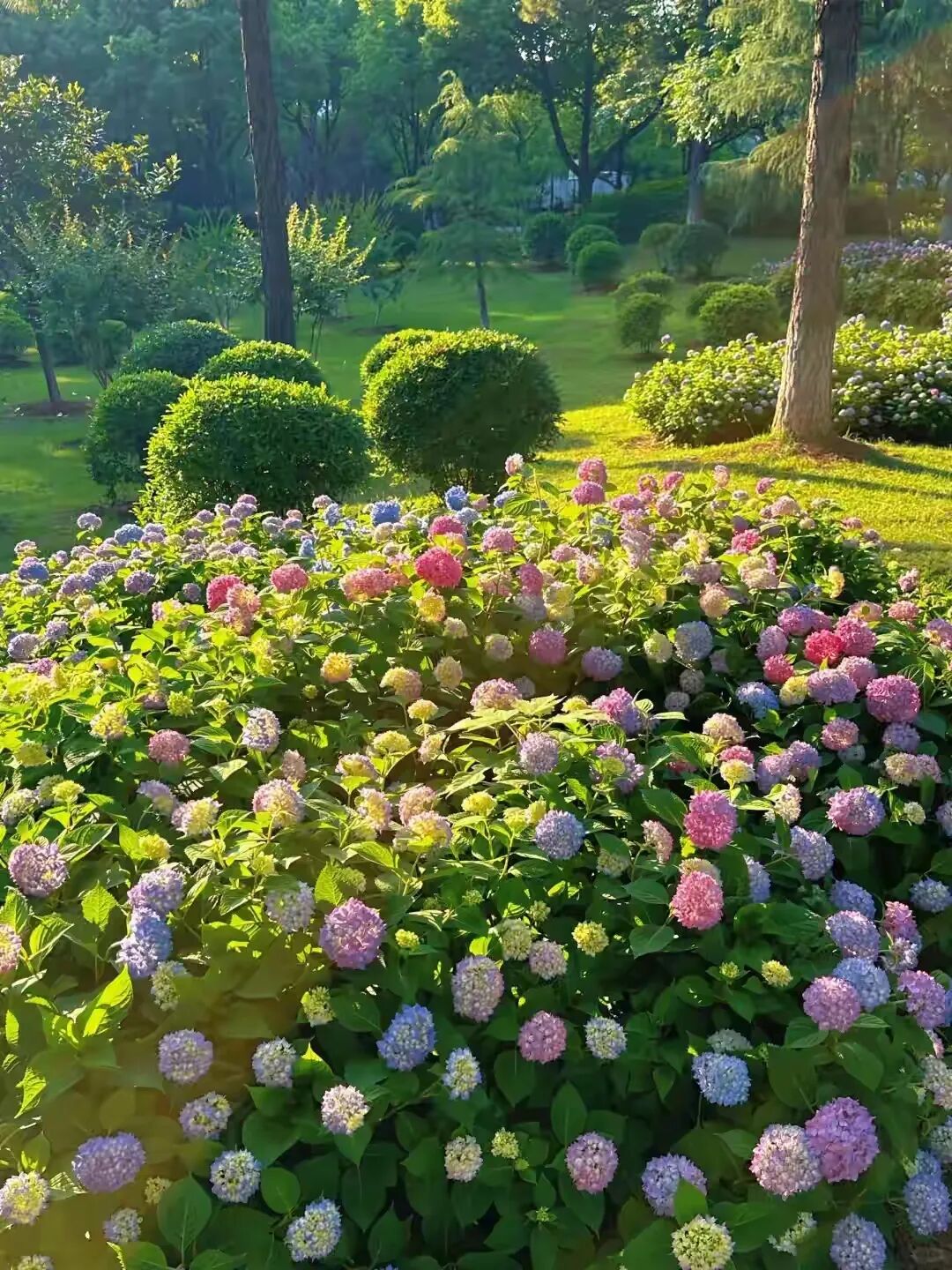 医学上ipc是什么米国静脉论坛上肢深静脉血栓临床指南与深度解析_https://www.jmylbn.com_新闻资讯_第3张