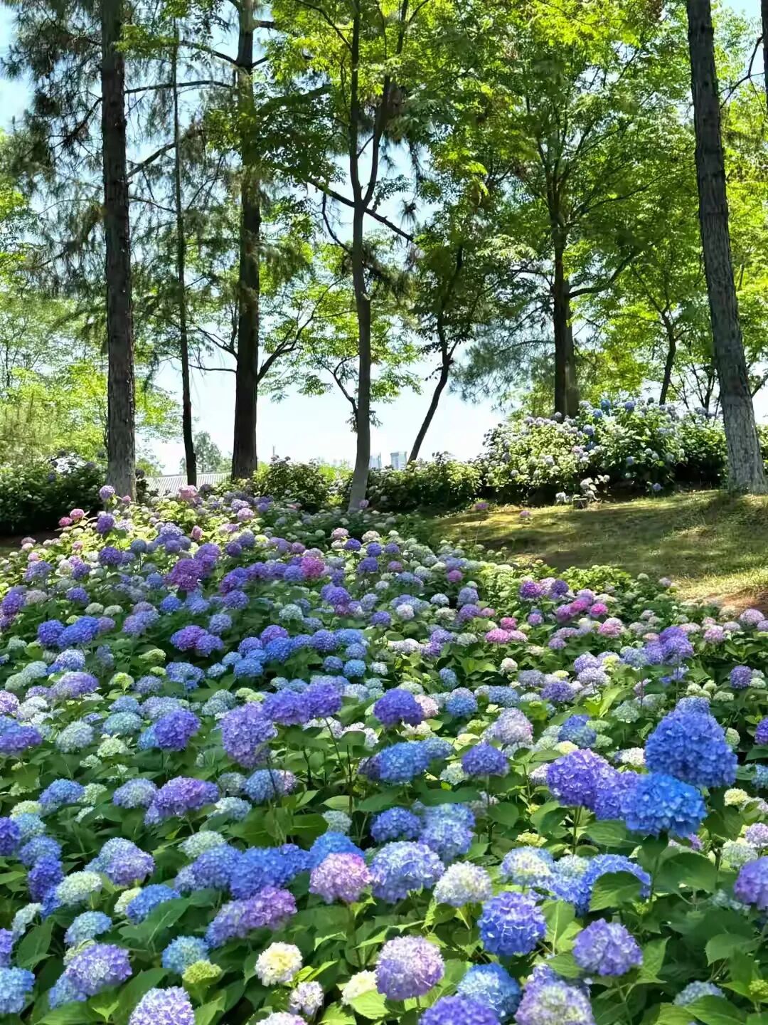 医学上ipc是什么米国静脉论坛上肢深静脉血栓临床指南与深度解析_https://www.jmylbn.com_新闻资讯_第2张