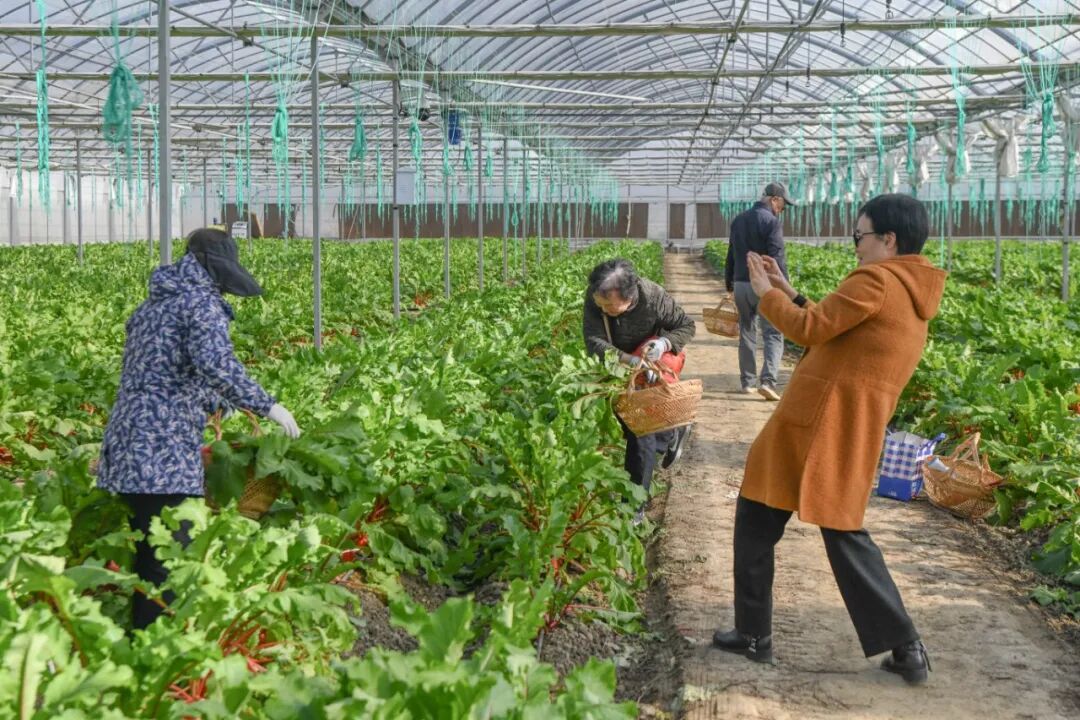 20251129桠溪采摘-1737.jpg