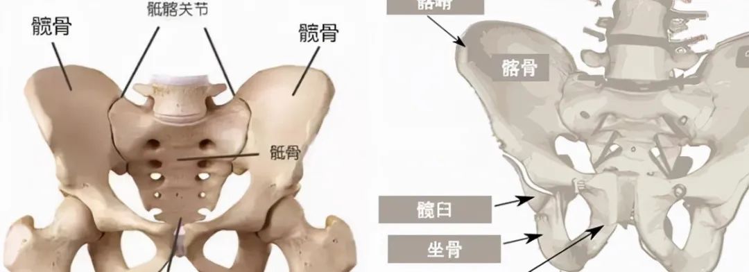 骼构成（髂骨、坐骨和耻骨），它们在生长和发育过程中逐渐融合在一起。