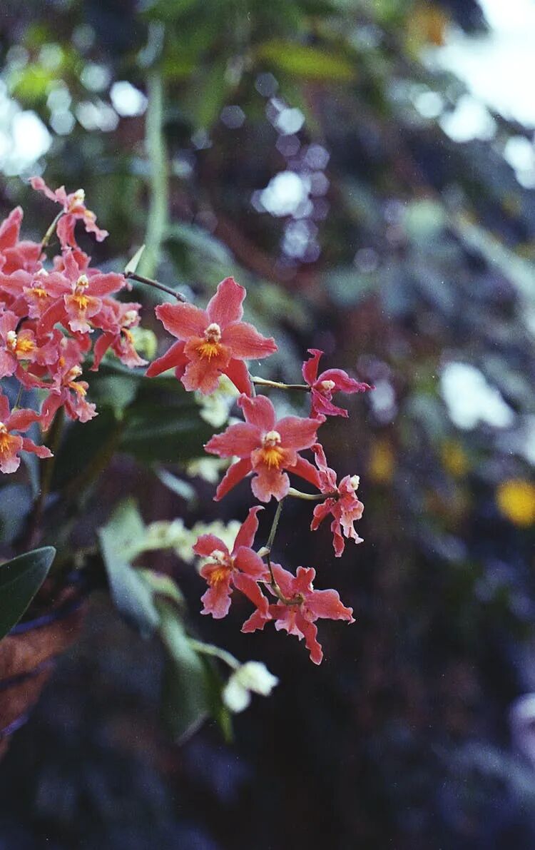 “高胆固醇患者联合使用他汀类药物和鱼油的禁忌与管理：全面解析”