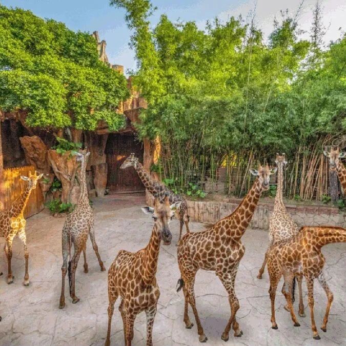 顺德长鹿2大2小~观光票 动物园 100元游乐金 童话动物剧场 海陆空动物