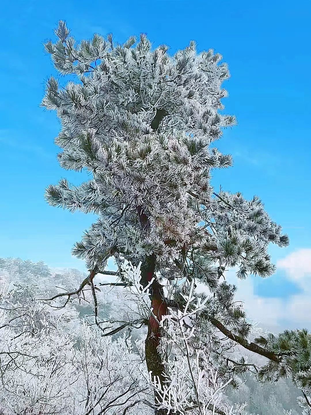 新年登高步步高升徒步江南第一山莫干山遇见雾凇奇观邂逅冰雪奇缘