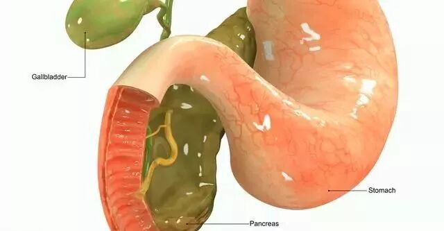 什么是胆囊炎 胆囊炎发作 怎样才能缓解疼痛 青果小插话 微信公众号文章阅读 Wemp