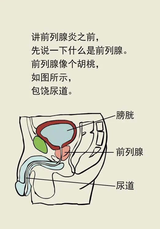 什么前列腺凝胶冷敷凝胶｜前列腺炎的调理方法-上海聚慕医疗器械有限公司