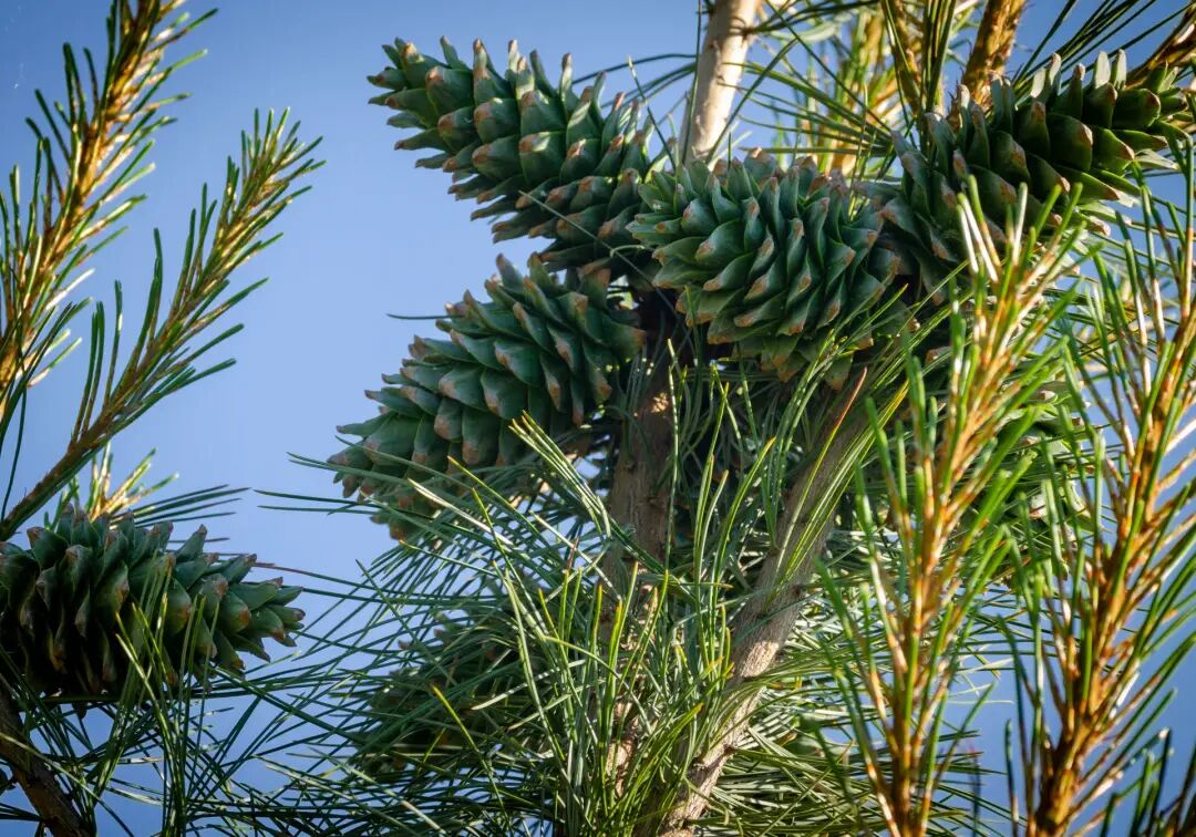 工人坐氢气球采松塔"飘走"了,背后有太多细思极恐的事 - 有意思报告