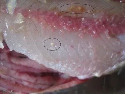 颚口线虫的感染途径也是人或动物食用了携带颚口线虫的淡水鱼,蛙,蛇等