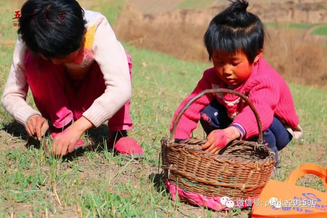 王托弟|是苜蓿，掀翻了黄土高原的冬天 。