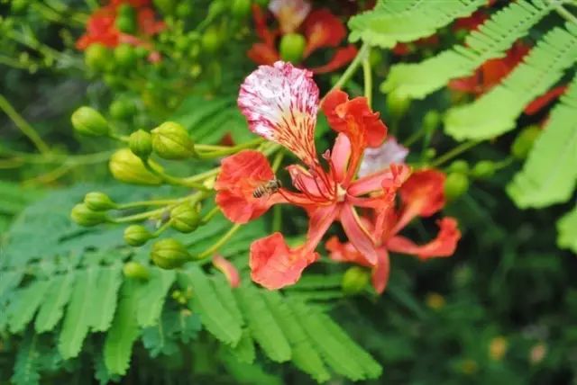 一次把這100種 常見植物說清楚 你知道多少 原鄉書院 微文庫