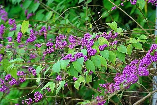 紫珠 白珠 紫式部 她在深秋的花园里从容老去 花园实验室 微信公众号文章阅读 Wemp