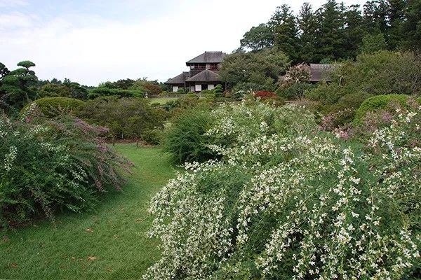 紫珠 白珠 紫式部 她在深秋的花园里从容老去 花园实验室 微信公众号文章阅读 Wemp