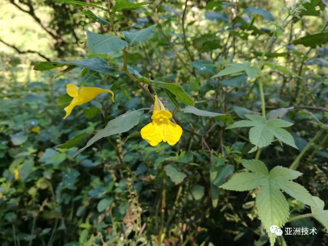 泰山野花 水金凤及其邻居们 亚洲技术 微信公众号文章阅读 Wemp