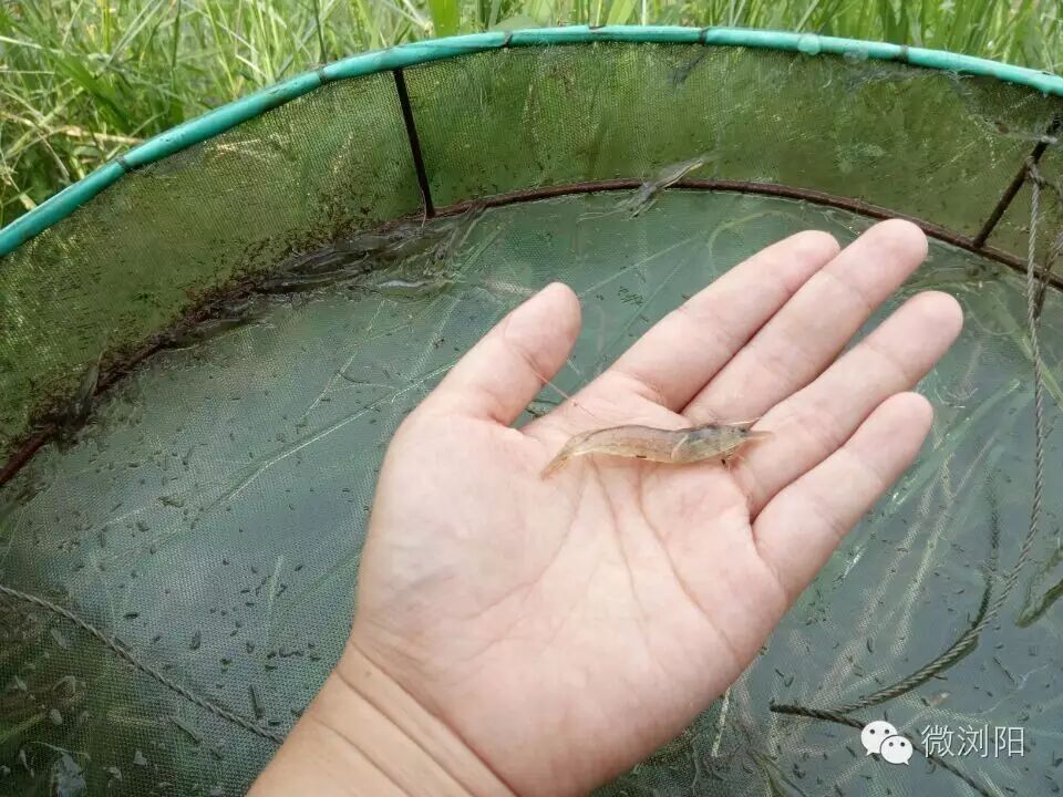 "我市执业渔医黄中日表示,对虾养殖要求非常高,风险也高,就算在对虾老