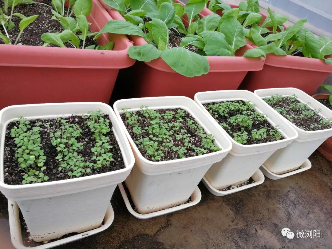 基质土和营养土的区别_基质土_基质土多少钱一吨