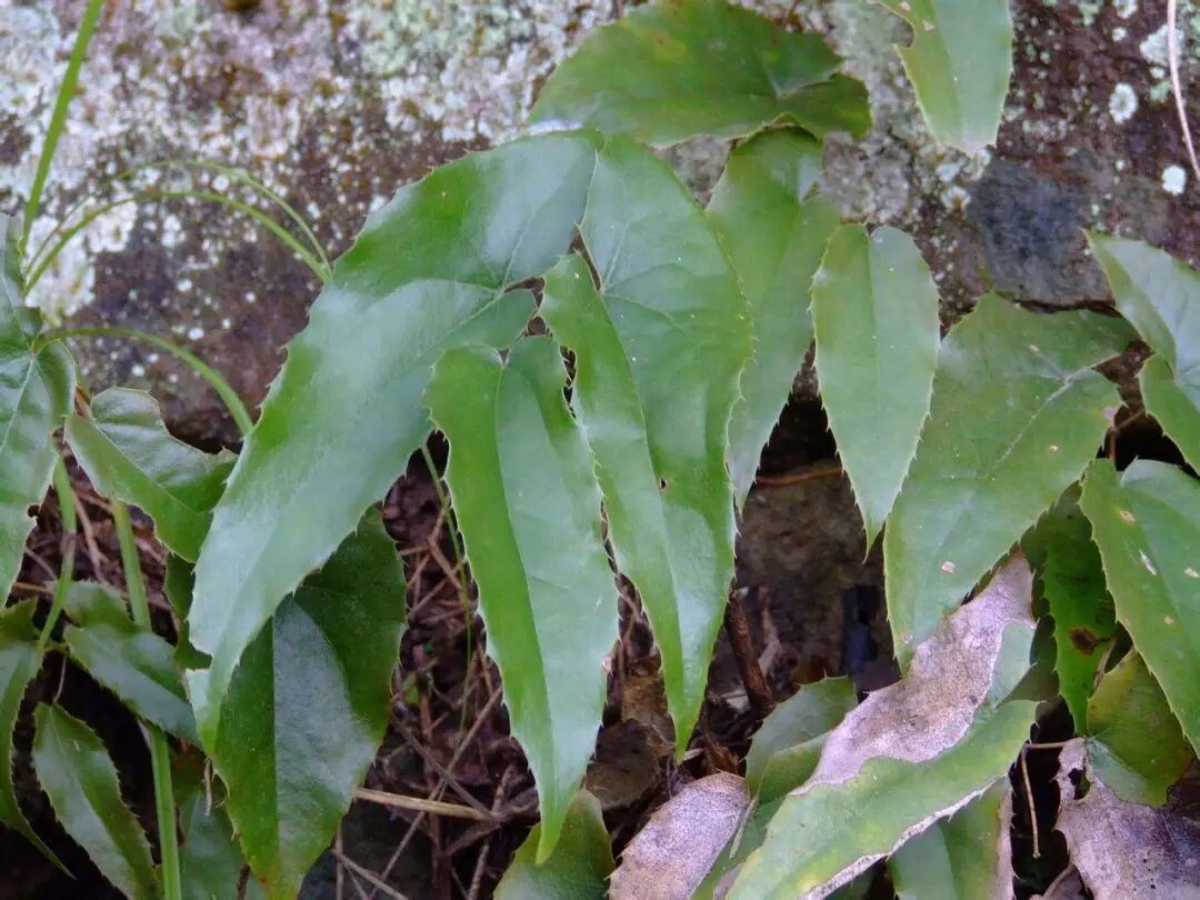 山里面的宝贝淫羊藿，珍贵又稀缺，男性朋友特别喜爱，你认识吗？