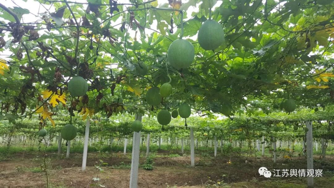 涟水县保滩镇洪荡村瓜篓种植园。丁亚鹏摄