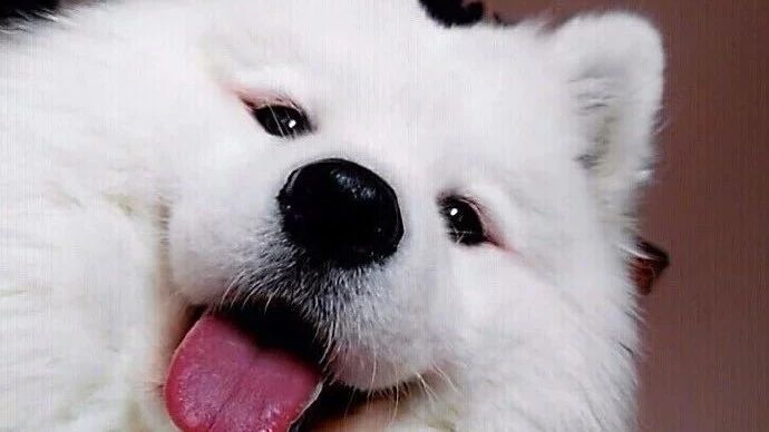 萨摩耶舔了柠檬后呆了半晌，爪子捂脸太萌了!