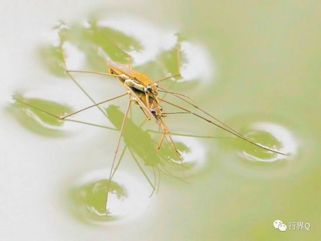 水上漂 水黽 全網搜
