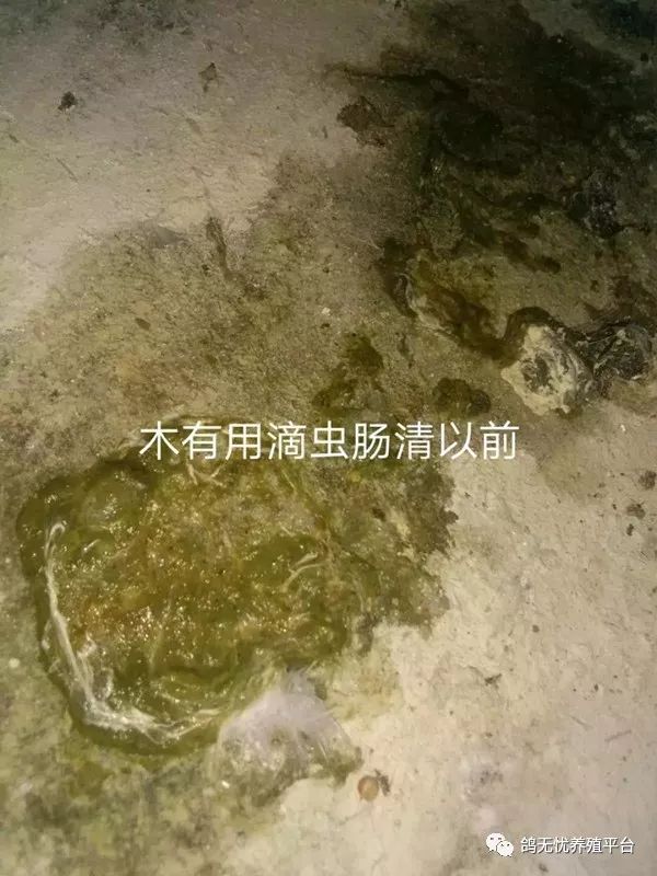 肉鸽子苗批发_鸽子肉_肉鸽子价格