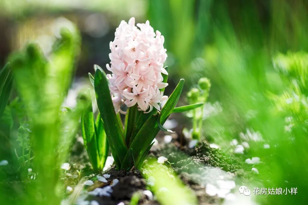 风信子传递的花语是 只要点燃生命之火 便可同享丰富人生 全网搜