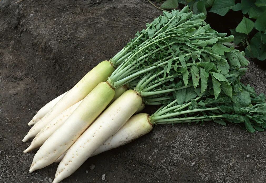 白萝卜是个宝，糖友秋冬季节多吃点