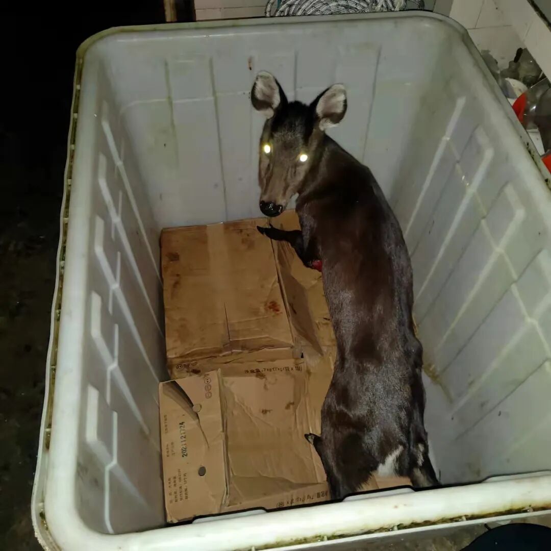 受伤濒危野生动物黑麂现身松林,目前已送往救助