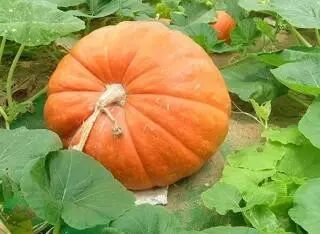 一种菜叶子，能搞定胃痛、降血压、去结石........你在吃