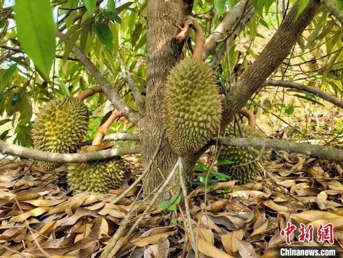 【中国新闻网】海南五指山一批榴莲树成功挂果!实地探访