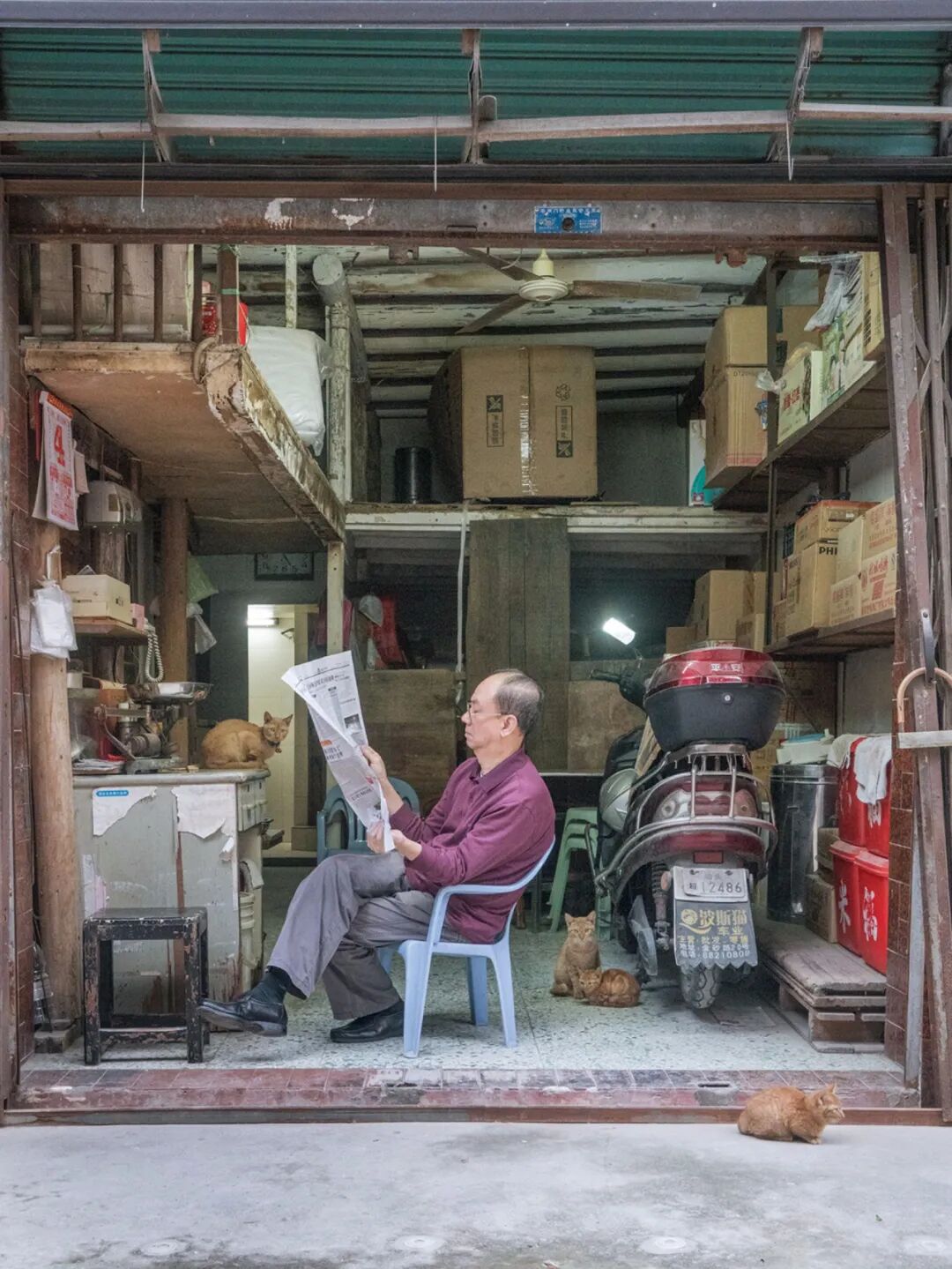 荷兰摄影师潜入香港，5年拍20000张猫片：不要因为走的太远，而忘了来时的路（组图） - 47