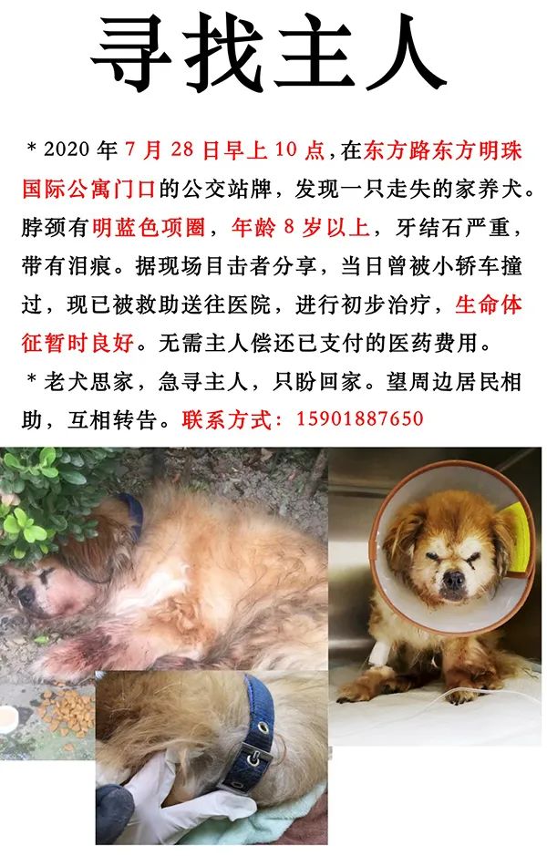 上海查处首例养犬人遗弃犬只案 网友 罚得太轻了 好狗狗 二十次幂