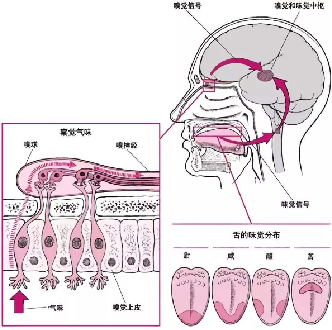 白酒中8大缺陷问题及其分级