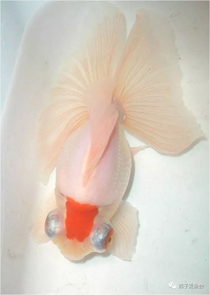 龙睛金鱼公母图解图片