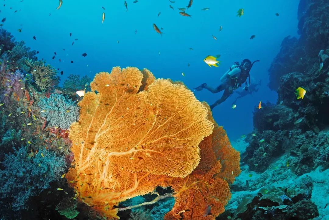 水下天堂：斯米蘭｜它會是你人生中見到過最美的大海樣子 旅遊 第9張