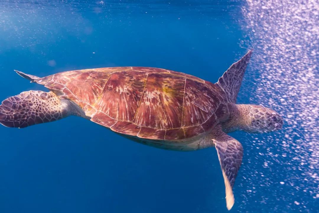 水下天堂：斯米蘭｜它會是你人生中見到過最美的大海樣子 旅遊 第16張