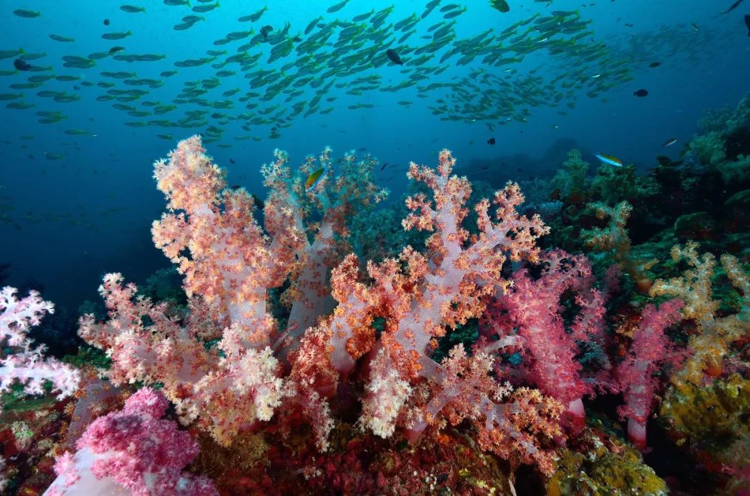水下天堂：斯米蘭｜它會是你人生中見到過最美的大海樣子 旅遊 第20張
